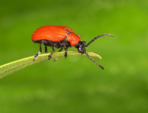 Красный жук на лезвии — стоковое фото