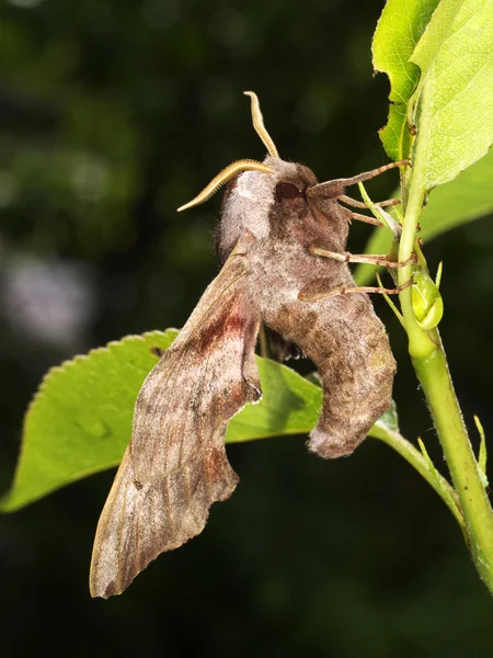 Motyl zawisakowatych — Zdjęcie stockowe