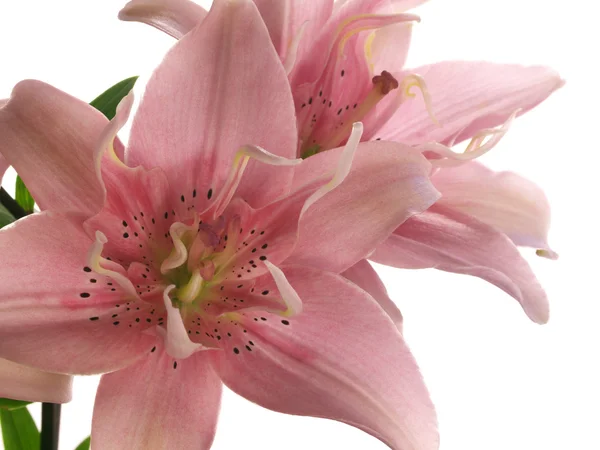Pink lilies on white — Stock Photo, Image