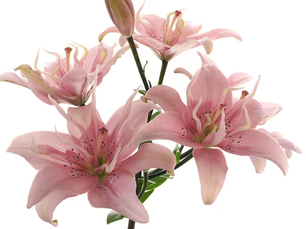Isolated pink lilies — Stock Photo, Image