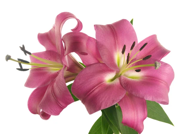 Two pink lilies on branch — Stock Photo, Image