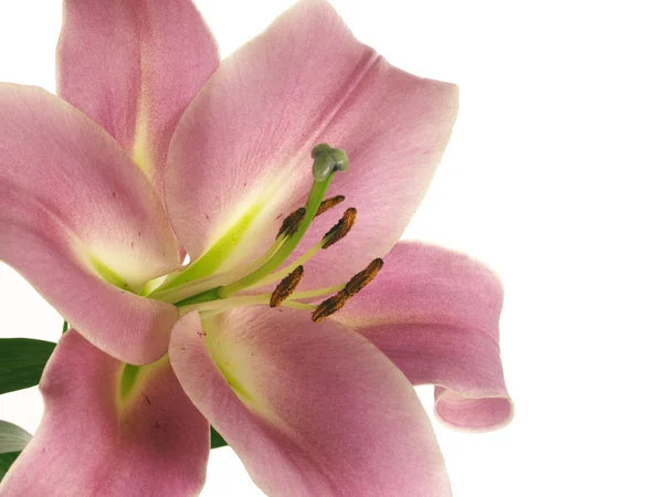 Pink lilies in profile — Stock Photo, Image