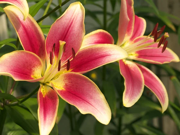 Lilies in a garden — Stock Photo, Image