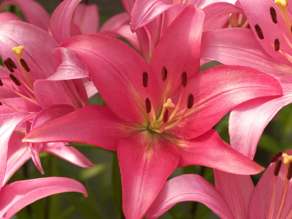 Several pink lilies — Stock Photo, Image
