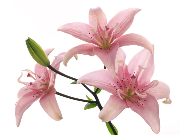 粉红色百合花的分支 — 图库照片