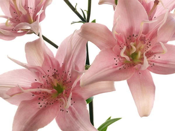 Pink lilies on branch — Stock Photo, Image