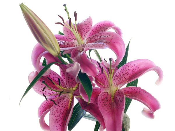 Branch of crimson lilies — Stock Photo, Image