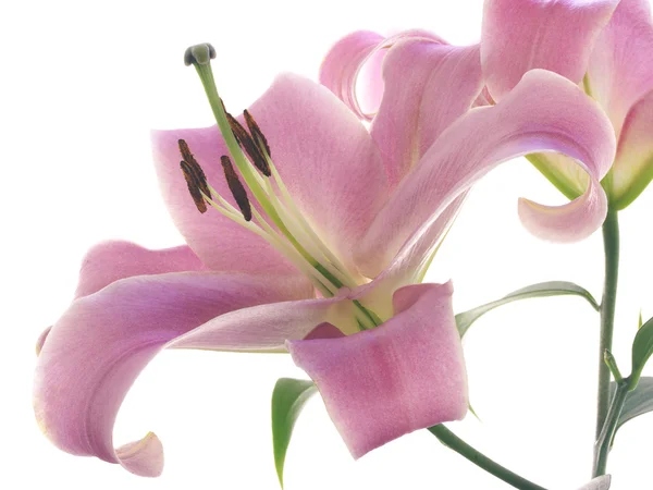 One pink lilies — Stock Photo, Image