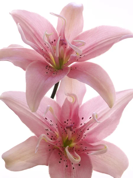 Two pink lilies on white — Stock Photo, Image