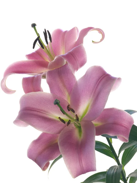 Two lilies on white — Stock Photo, Image
