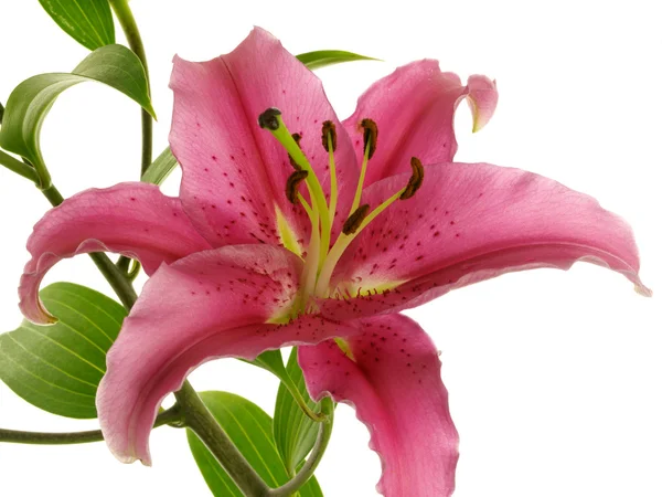 One crimson lily on branch — Stock Photo, Image