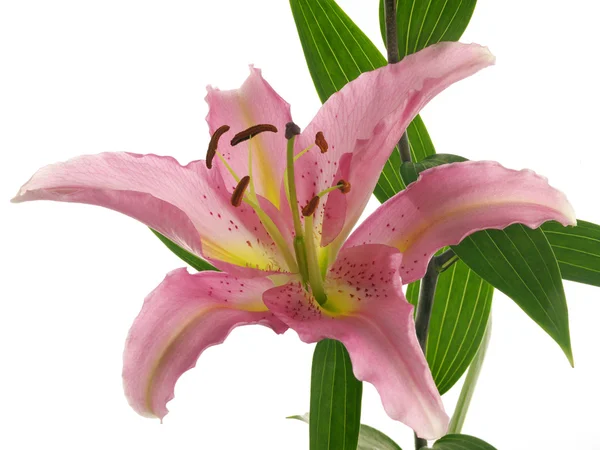 One pink lilies on branch — Stock Photo, Image