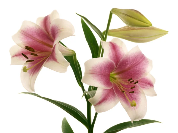 Bright lilies on branch — Stock Photo, Image