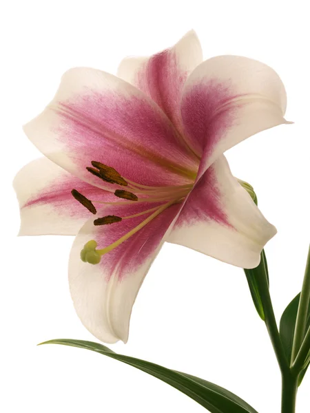 One bright lily — Stock Photo, Image