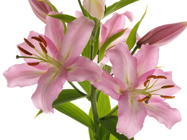 Delicate lilies — Stock Photo, Image