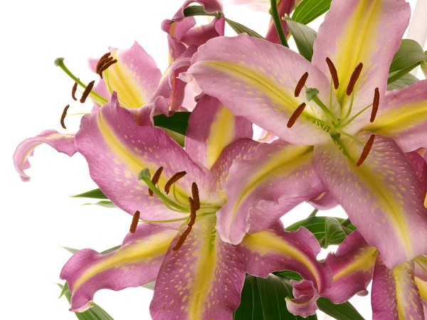 Original lilies — Stock Photo, Image