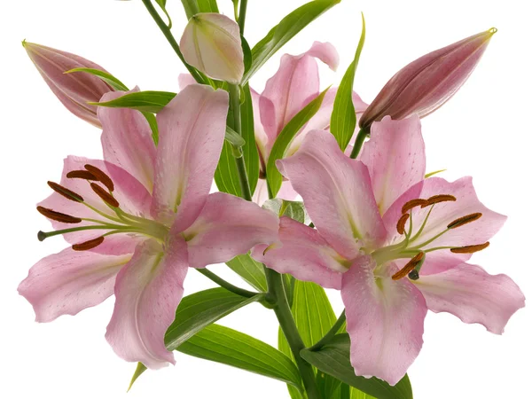 Isolated pink lilies on branch — Stock Photo, Image