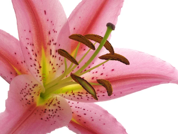 Макро из розового цветка — стоковое фото