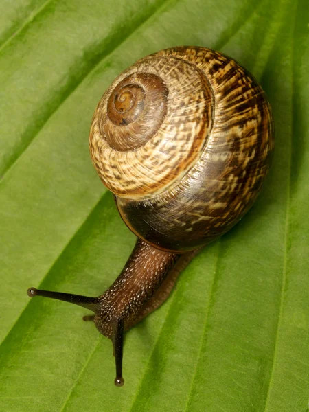 Snail on a leaf — Stock Photo, Image