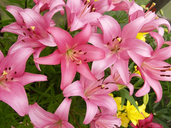 Branches with pink lilies — Stock Photo, Image