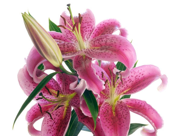 Branch of bright lilies — Stock Photo, Image