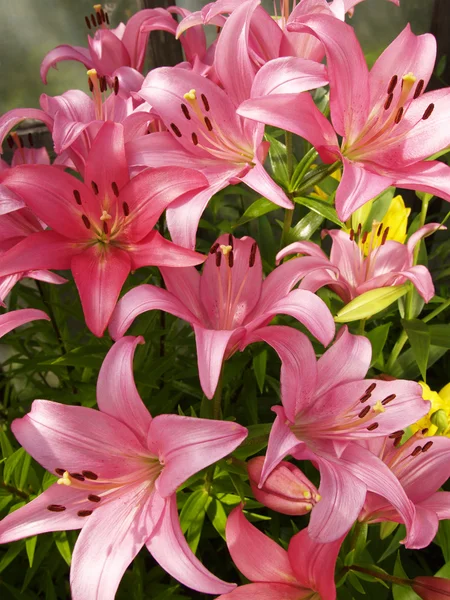 Lilies garden — Stock Photo, Image