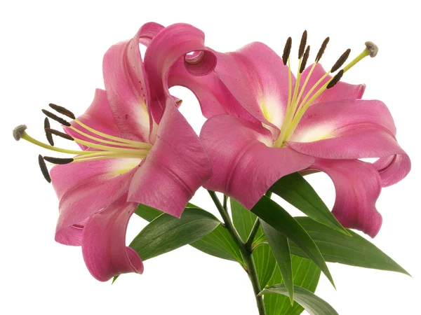 Two lilies on branch — Stock Photo, Image