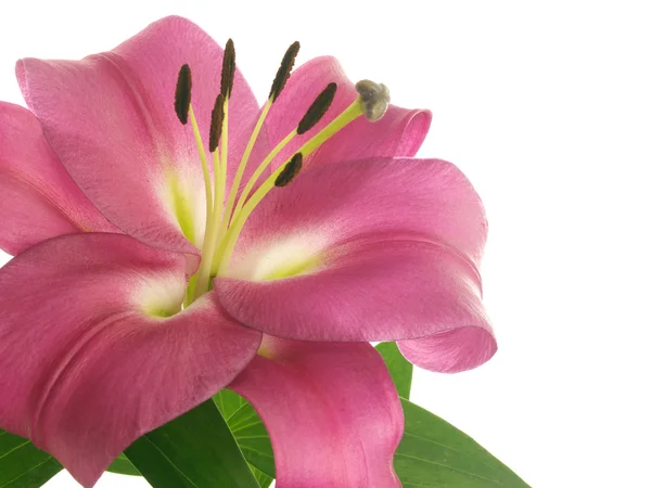 Flor de lirios rosados — Foto de Stock