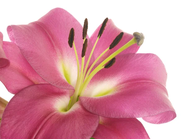 One pink lilies in white — Stock Photo, Image