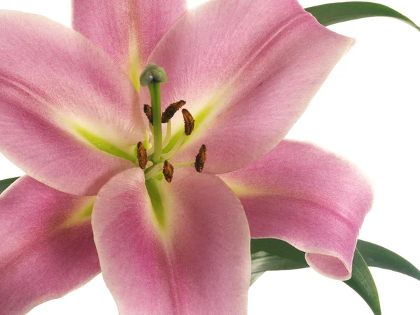 Macro of pink lilies — Stock Photo, Image
