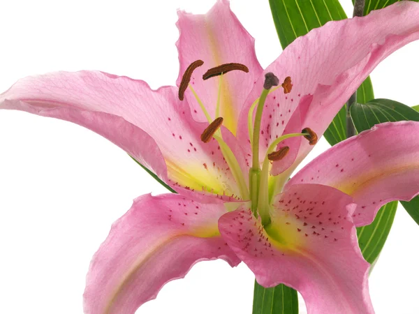 Pink lilies in macro — Stock Photo, Image