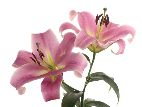 Two isolated pink lilies — Stock Photo, Image