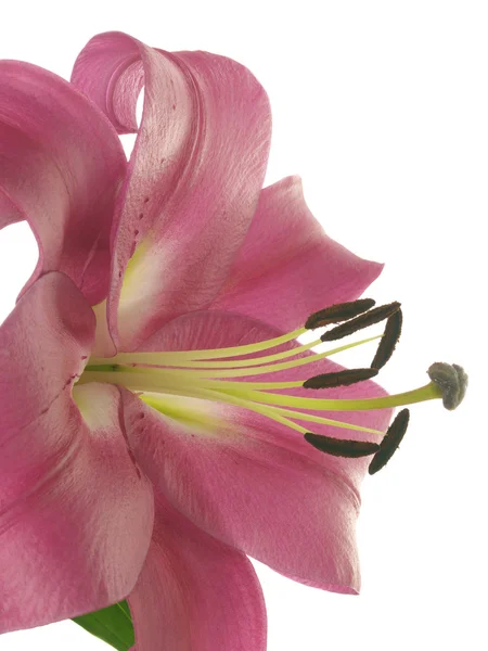 Macro photo of lilies — Stock Photo, Image