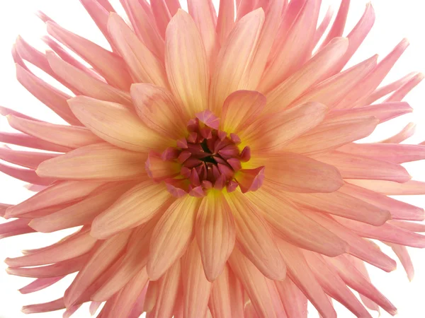 Pink dahlia in centre — Stock Photo, Image