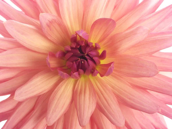Center of pink dahlia — Stock Photo, Image