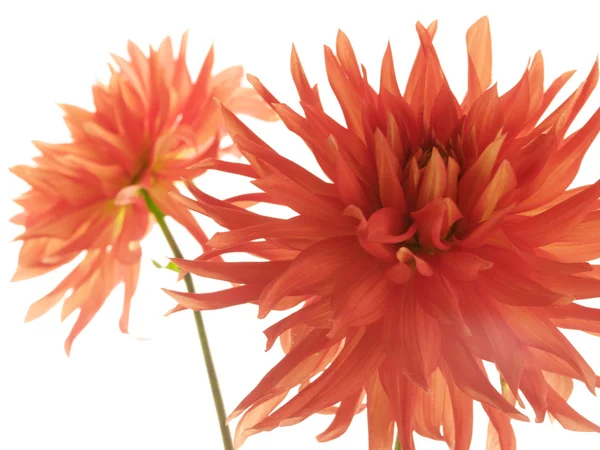 Two red isolated dahlias — Stock Photo, Image