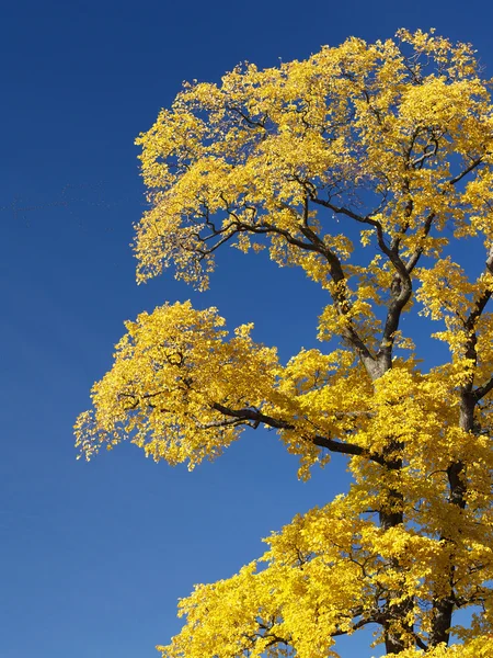 Жовтий дерева — стокове фото