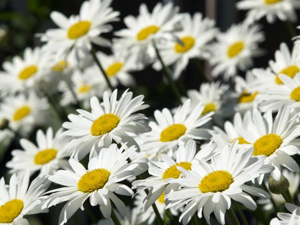 White ox-eye flowers — Stock Photo, Image