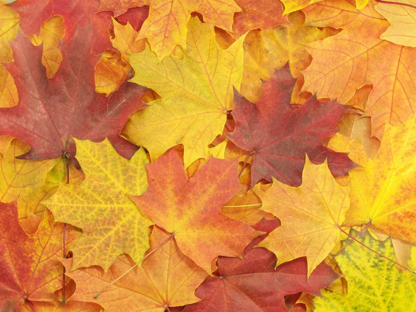 Stock image Background yellow with leaves