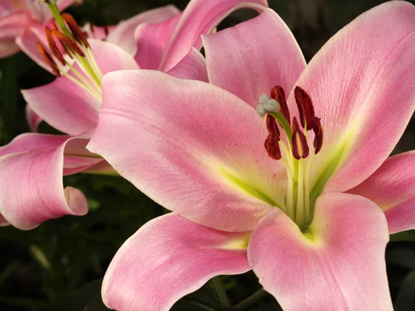 Pink lilies on dark background — Stock Photo, Image