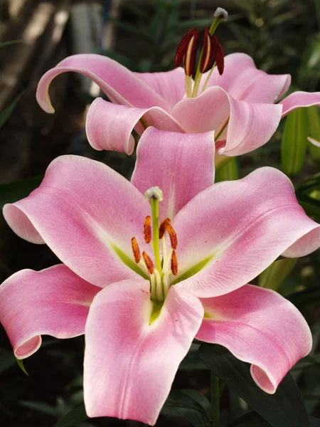 Pink lilies growing in a garden — Stock Photo, Image