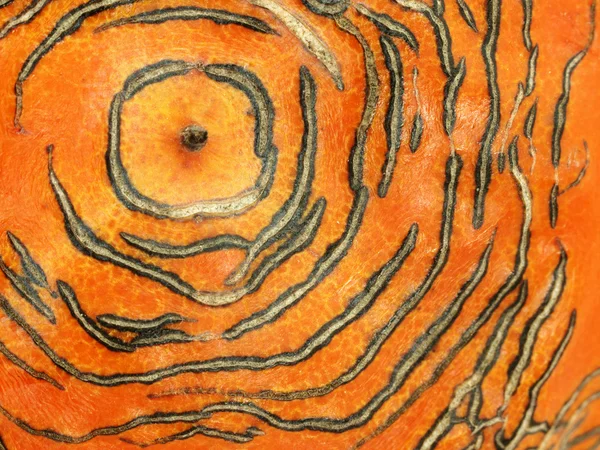 Skin of persimmon — Stock Photo, Image