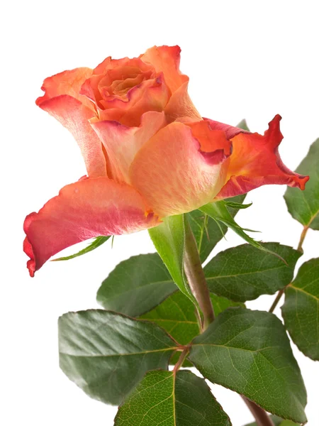 One orange rose — Stock Photo, Image