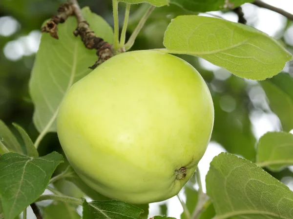 Elma ağacı üzerinde — Stok fotoğraf