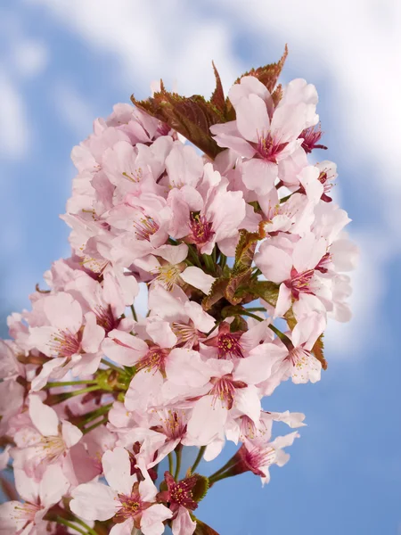 Oriental cherry-tree with flowers — Stock Photo, Image