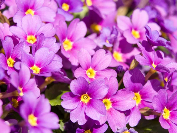 Lilac primula — Stock Photo, Image