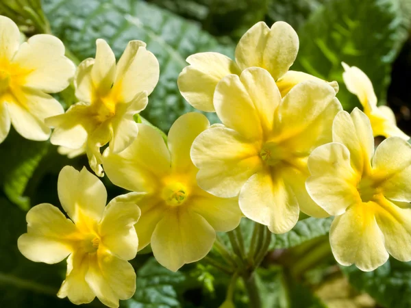 stock image Yellow primula