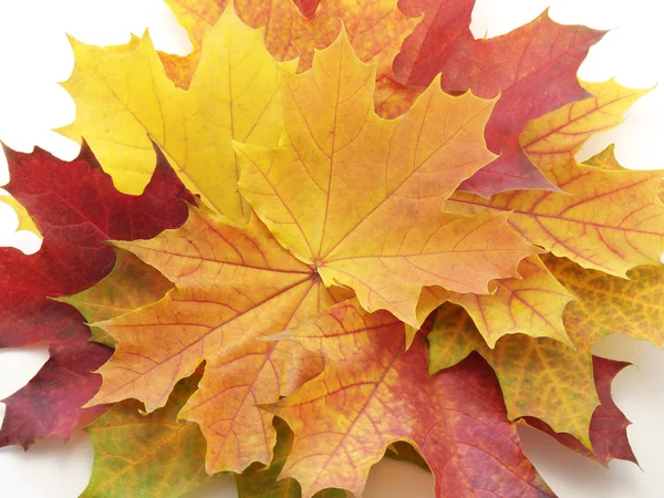 Folhas de outono em branco Imagens De Bancos De Imagens