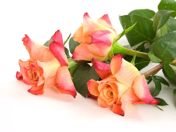 Tres rosas. Fotos de stock libres de derechos