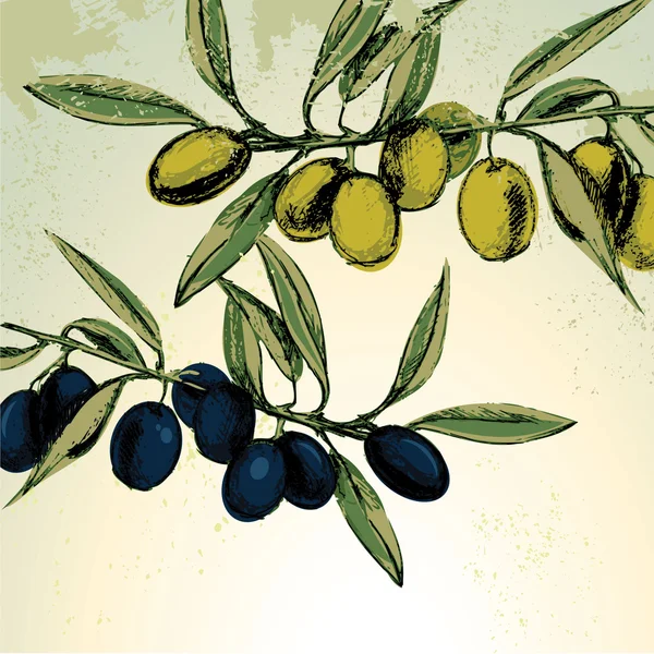 Olives vertes et noires de style rétro — Image vectorielle